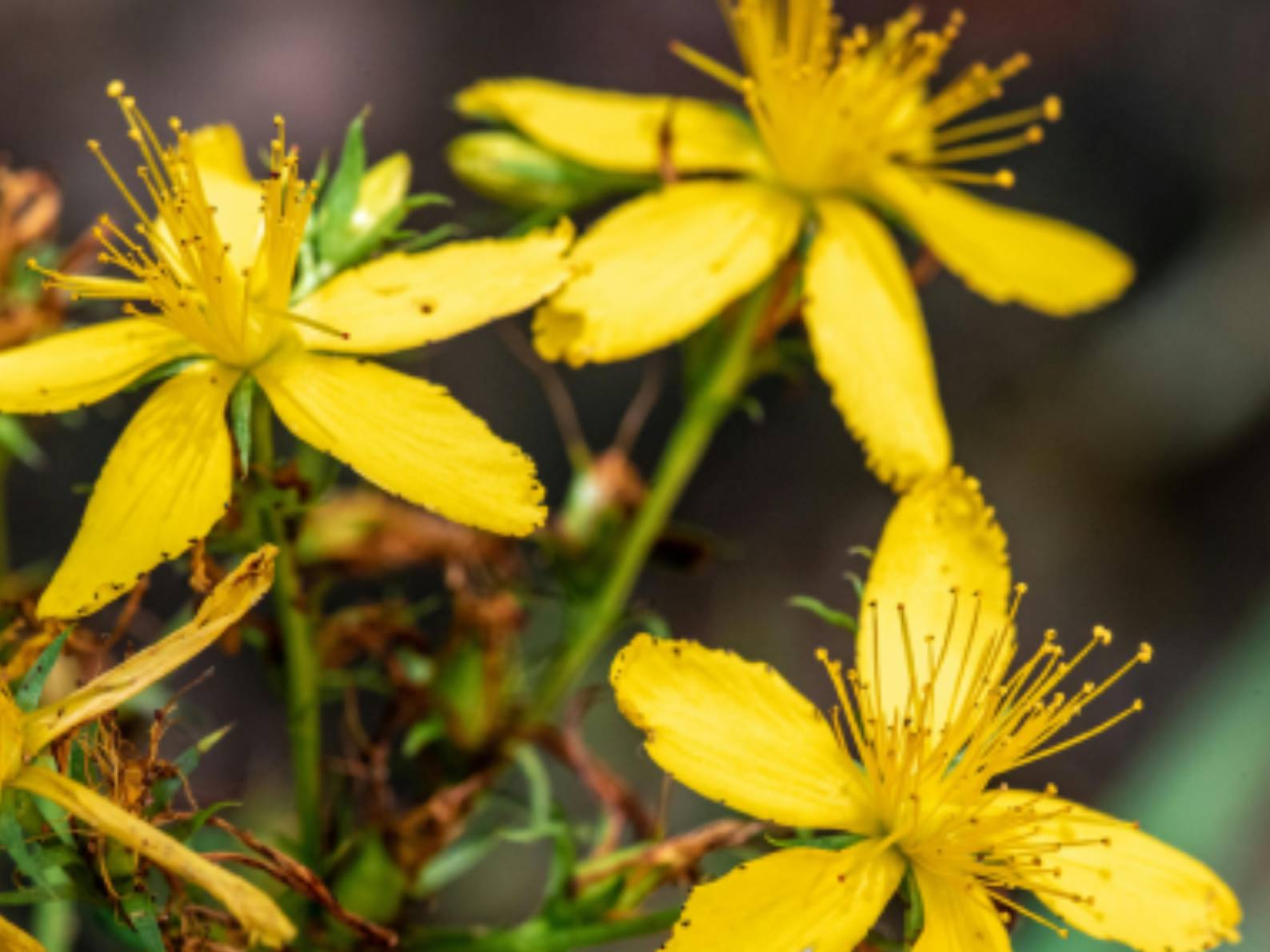 Hypericum: The Arnica of the Nerves